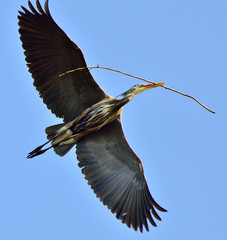 Blue Heron