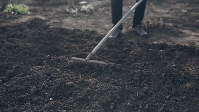 Male farmer using a rake to level the brown soil in the garden