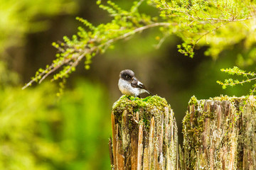 New Zealand Tomtit 