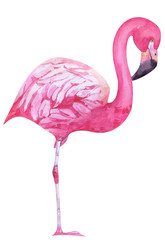 Watercolor pink flamigo
