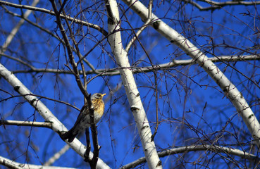 tree thrush