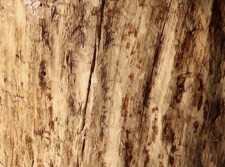 Bright surface of the tree 