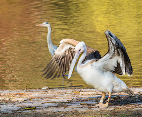 Pelikan und Reiher