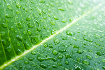 water drops on green leaf macro background