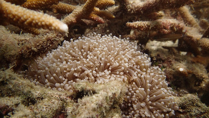 coral reef area at Tioman island, Malaysia