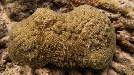 Fototapeta na wymiar coral reef area at Tioman island, Malaysia