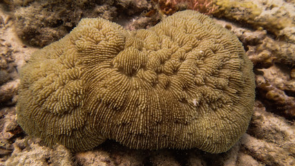 Fototapeta premium coral reef area at Tioman island, Malaysia