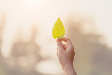 woman hand holding the leaf