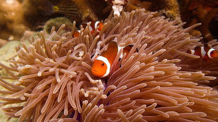 Naklejka na ściany i meble Clownfish found at seaanemones in coral reef area at Tioman island, Malaysia