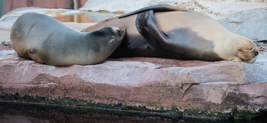 Säugende Robbe mit Jungtier