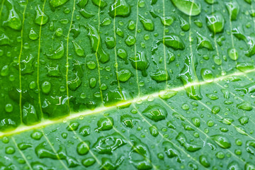 water drops on green leaf macro background
