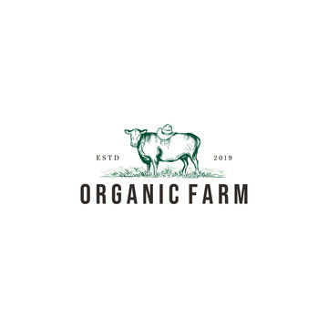 vintage angus / cow farm logo graphic design template vector illustration