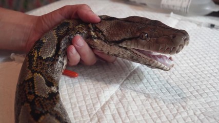 Vet Doctor Inspecting Reticulated Python (Python Reticulatus) Snake. Veterinary Service for Wildlife Animals