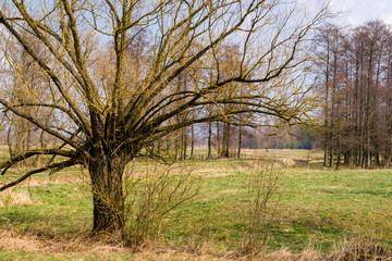 Krajobraz wiejski. Wiosna na Podlasiu. Dolina Narwi © podlaski49