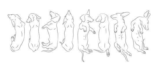 Vector illustration of a dachshund who lies, drawing lines