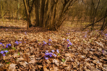 Krajobraz wiejski. Wiosna na Podlasiu. Dolina Narwi © podlaski49