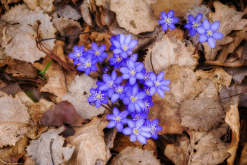 Krajobraz wiejski. Wiosna na Podlasiu. Dolina Narwi © podlaski49