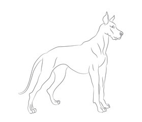 dog stands, lines, vector