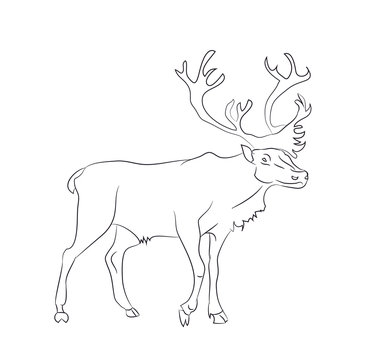 vector illustration deer stands drawing lines,
