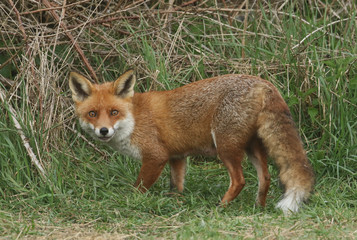Obraz premium A magnificent Red Fox (Vulpes vulpes) searching for food to eat at the edge of shrubland. 