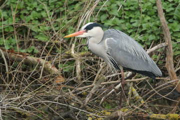 A Grey Heron, Ardea cinerea, hunting at the edge of a river in the UK. 