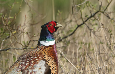 A head shot of a magnificent male Pheasant, Phasianus colchicus.	