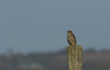 A pretty hunting Kestrel (Falco tinnunculus) perched on a wooden post.	