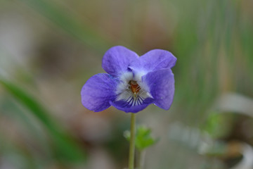 Close-up of sweet violet flower, viola odorata, in a country meadow