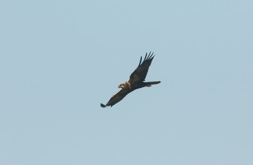 A magnificent Marsh Harrier, Circus aeruginosus, flying in the blue sky.	