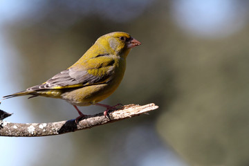 European greenfinch. Chloris chloris