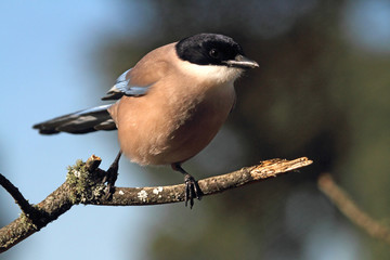 Azure-winged magpie. Cyanopica cyanus