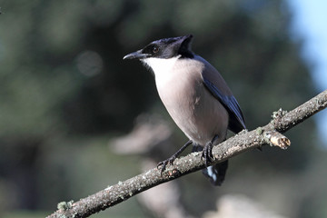 Azure-winged magpie. Cyanopica cyanus