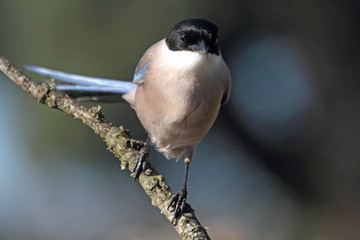 Naklejka premium Azure-winged magpie. Cyanopica cyanus