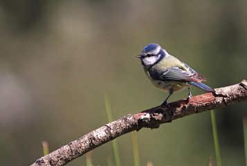 Blue tit. Cyanistes caeruleus
