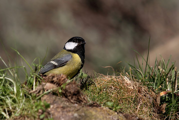 Great tit. Parus major