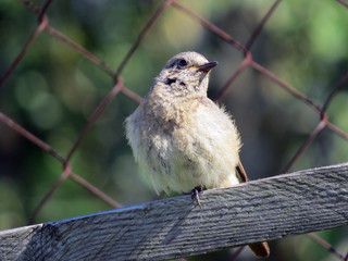 nestling birds Bluethroat