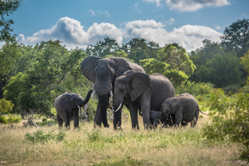 Elephants family in Kruger National Park, South Africa.