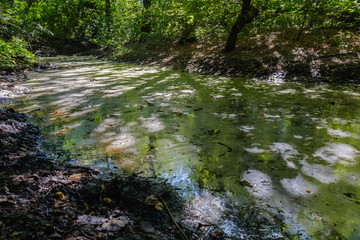 Mysterious morning time in swamp area