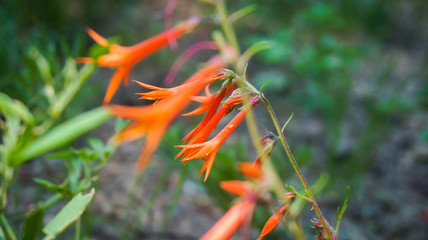 Orange flowers in varying focus