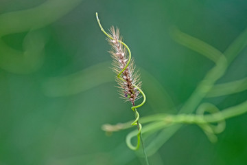 spiral around a grass