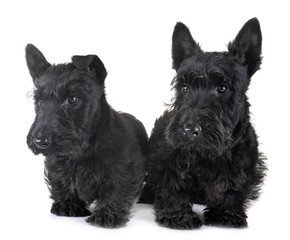 puppies scottish terrier