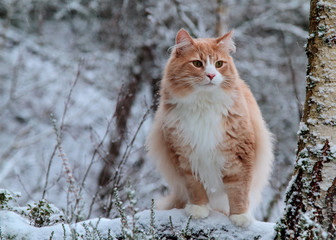 Naklejka na ściany i meble Norwegian forest cat male in white snowy forest 