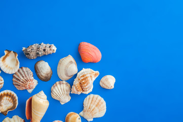 Seashells in the corner of a blue background