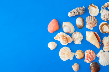 Seashells in the corner of a blue background