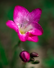 Primavera e fioritura