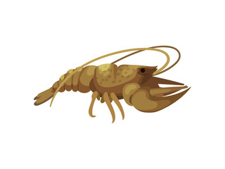 Lobster on white background. Sea inhabitant concept.