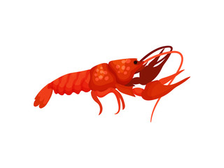 Cooked lobster on white background. Vector illustration.