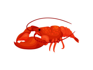 Red lobster on white background. Vector illustration.