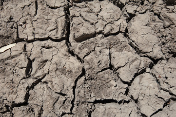 Dry cracked mud forming pattern