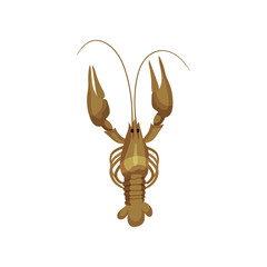 Lobster on white background. Sea inhabitant concept.